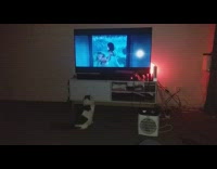 Black white cat sit watch movie Moana