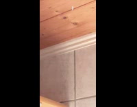 Bug spins continuously under the house light