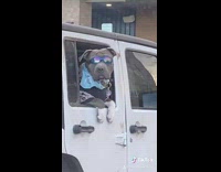 Dog in car with paws out window 