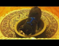 Kitten wearing a blue harness kneads bed 