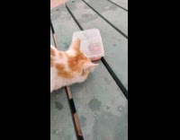 Collab PLC - Cat try to open tupperware with food