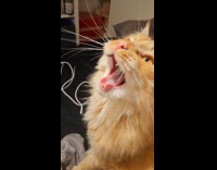 Guy meows then show orange cat yawn