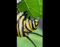 Black and Yellow Caterpillar eats a leaf in a closeup shot