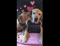 Puppy Love Brown Dog Licks Other Dog's Ear