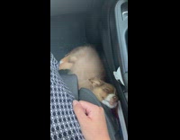 Compilation brown puppy dog sleeps car console 