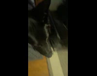 Black dog try to sneak rock inside house