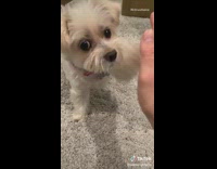 Dog misses high five too slow