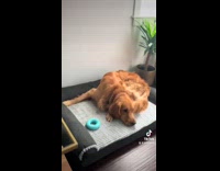 Collab Clips MPUGC - Dog chews and hides rock 