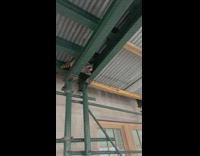 Raccoon climb on ceiling between metal bars