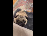 Pug leans on couch stares at filmer