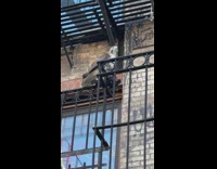 Hawk Pecks and Feeds on Prey Pigeon