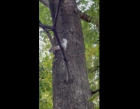 Bird flies around with rat on mouth