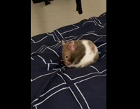 Hamster on blanket grooming itself
