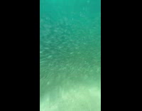 Submitter Submerged in Sea and Saws School of Fish