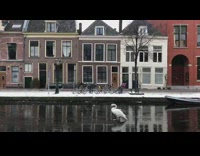 White swan walks across frozen canal 