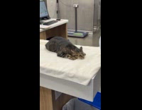 Cat tries to hide in plain sight 