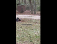 Dog Slinks Through Small Canal as it Runs Around