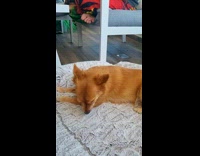 Dog Wipes Nose on Carpet after Sneeze