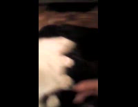 Kitten plays with woman lays on lap
