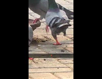 One legged pigeon on street with flock