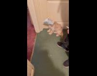 Dog head stuck inside the snack package