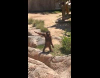 Monkey extends hand and stands still in the zoo