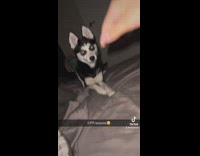 Woman teaching her dog how to do CPR on bed 