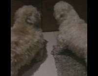 Two small dogs play fight slow motion 