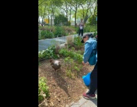 Woman try to feed turkey at park