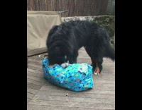 Black Dog Opens Blue Present and Pulls Out Toy Bear