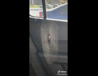 Spider spins entire web inside of car in four hours