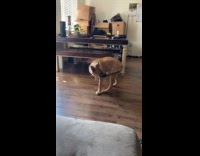 Dog spins around chase his own tail