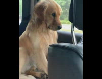 dog puppy eyes leave park