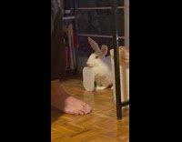 Collab Clips MPUGC2 - Black dog in sweater white rabbit under desk eating paper