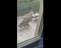 Brown hawk with rat under talons 