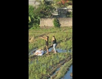 Woman lie down white blanket rice fields pictorial