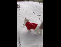 Cat wears red sweater first snow experience