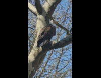 Eagle perched on the tree branch of a withered tree