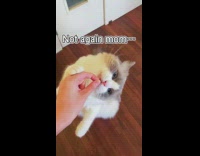 Cat tries to eat treat on hind legs 