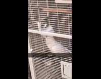 White bird in cage dancing to music fefe