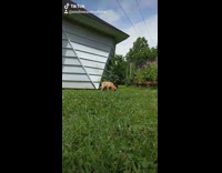 Golden retriever puppy dog runs floppy ears 