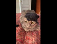 Collab Clips MPUGC2 - Cat wearing ripped sock as hat 