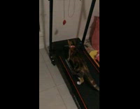 Cat walk on treadmill try to reach toy