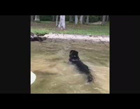Black German Shepherd Tries to Jump Into Owner's Kayak