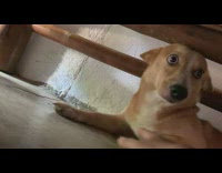Pet dog under the wooden couch scared of owner