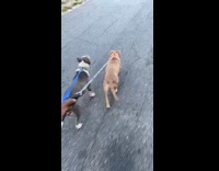 Man calls dog during walk on leash