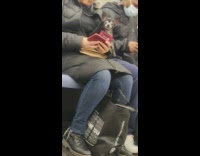  Black chihuahua sitting on woman's lap