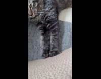 Cat scratches itchy claws on fiber mat