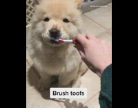 Brown chow chow dog eight daily things 