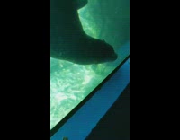 Girl play with sea lion using coin